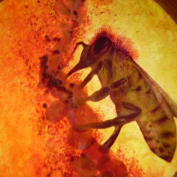 Bees 37