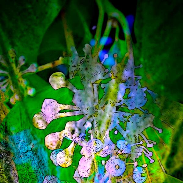 Fairy Bells