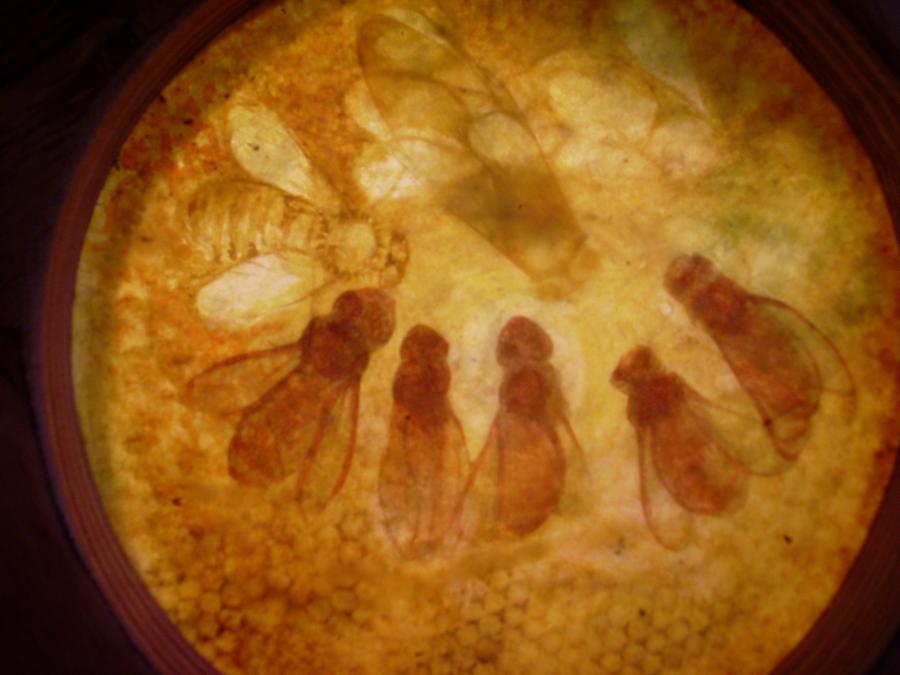 Bees 39