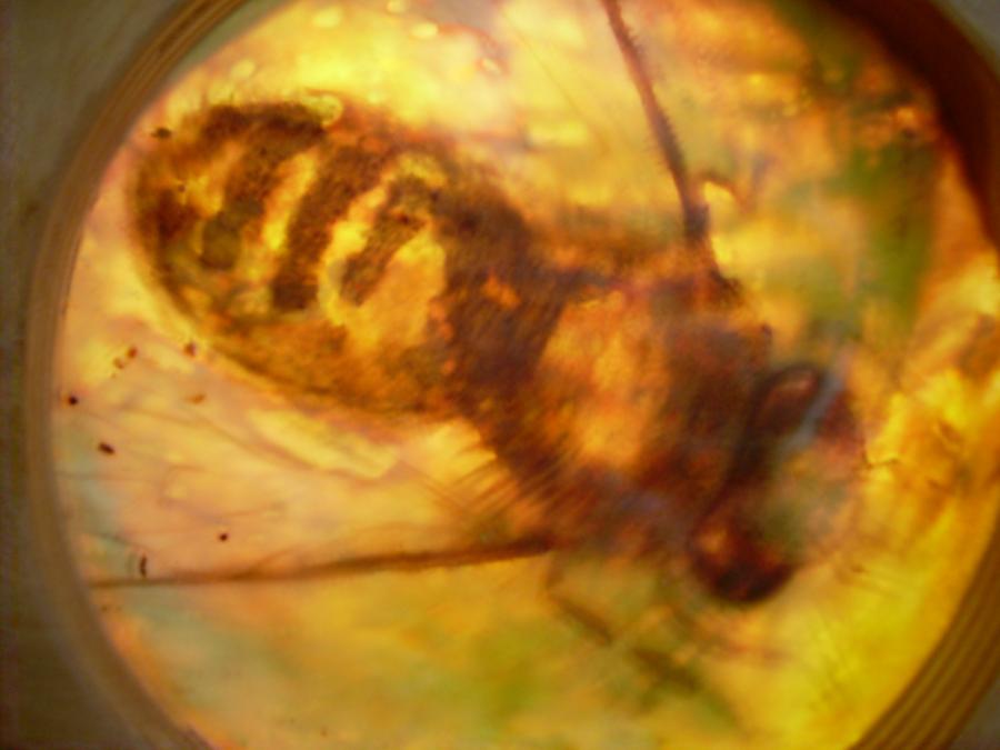 Bees 41