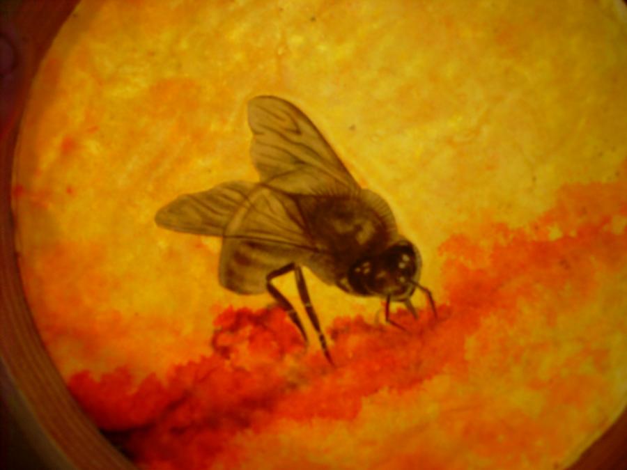 Bees 68