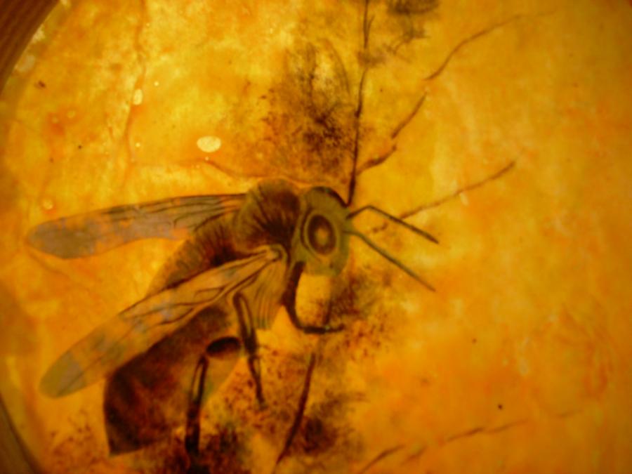 Bees 70