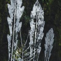 11 Décembre