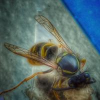 Alighting Bee
