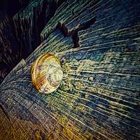 Empty Snail Shell
