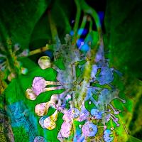 Fairy Bells