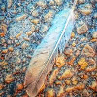 Feather Fun
