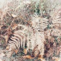 Fern Folly
