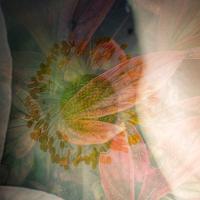 Flower Fairy