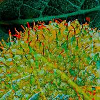 Prickly