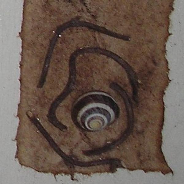 Escargot 4