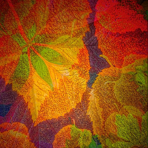 Autumn Dreaming