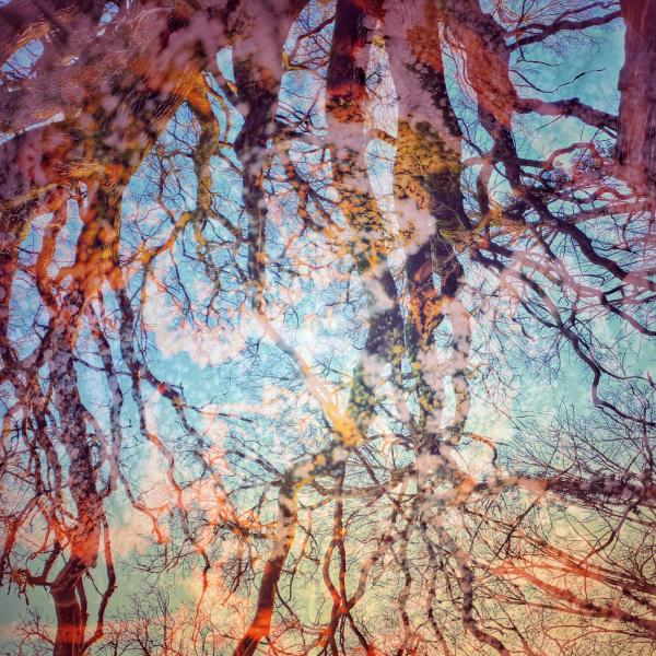 Branching Downward