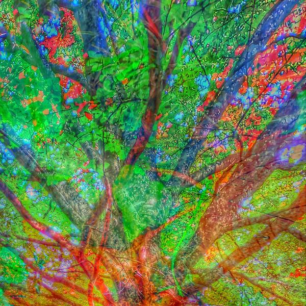 Tree Teachings 3