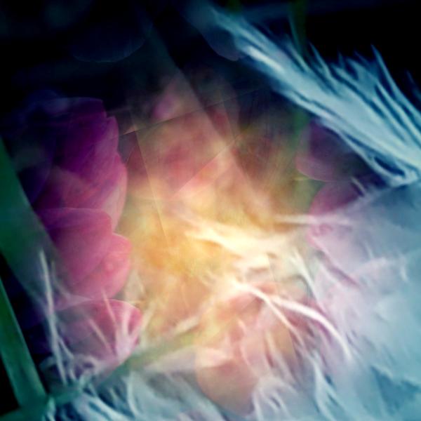 Willow Wisp