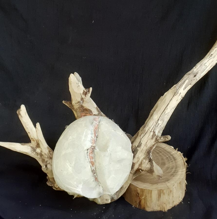 Cellulose Transformation 11
