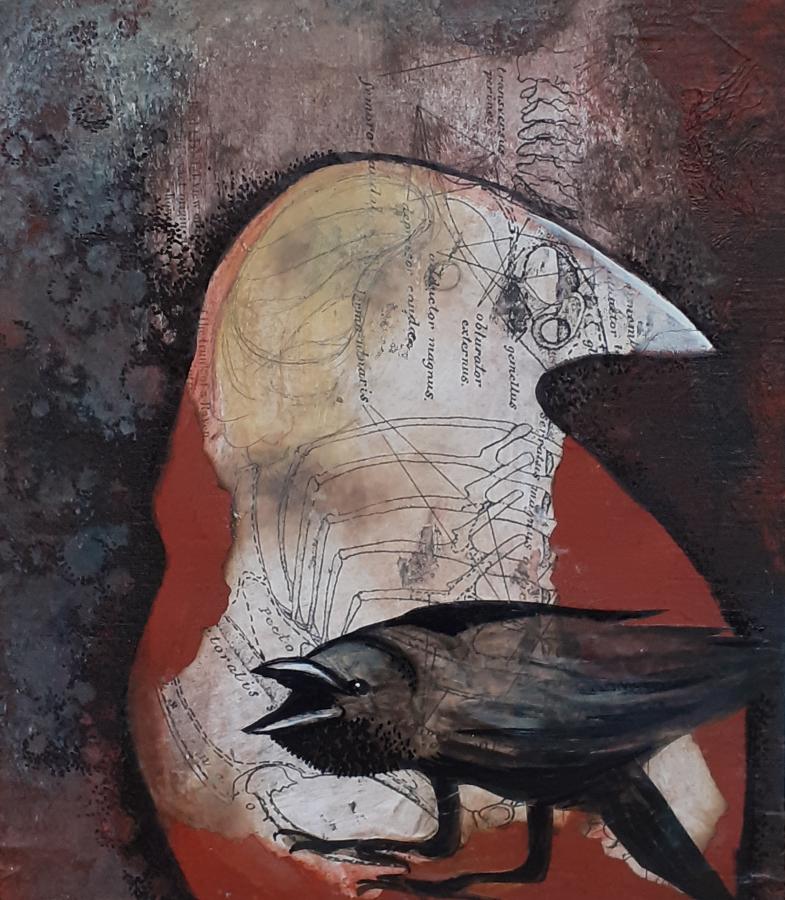 Anatomie du Corbeau 4