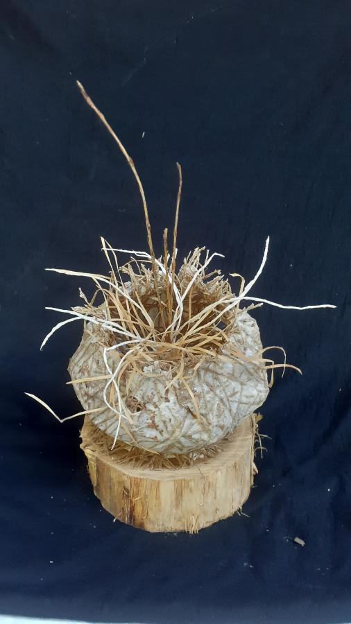 Cellulose Transformation 5