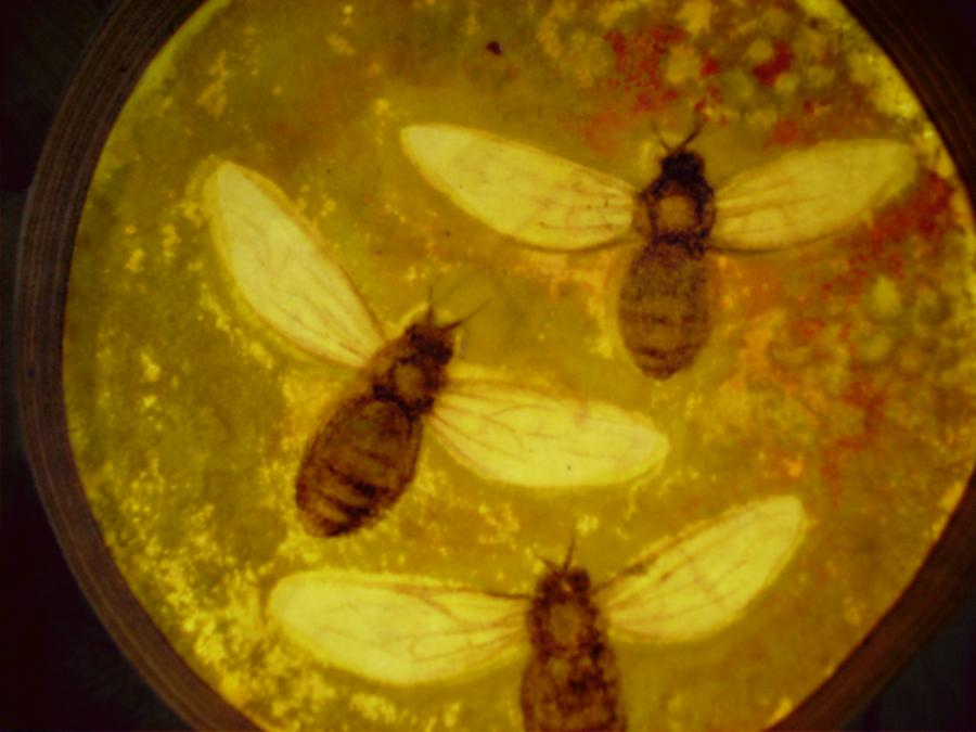 Bees 34