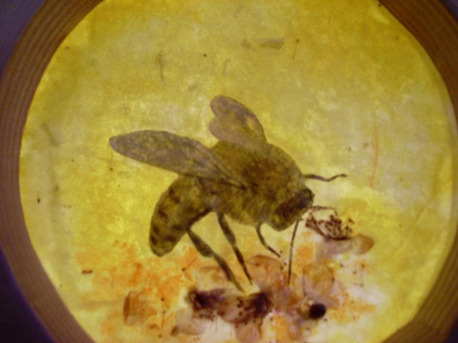 Bees 36