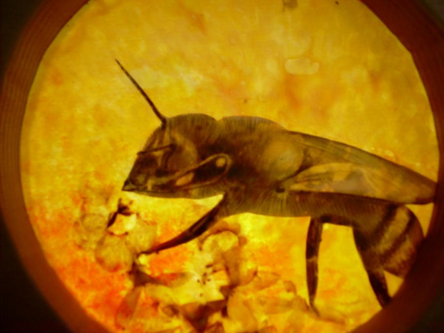 Bees 38