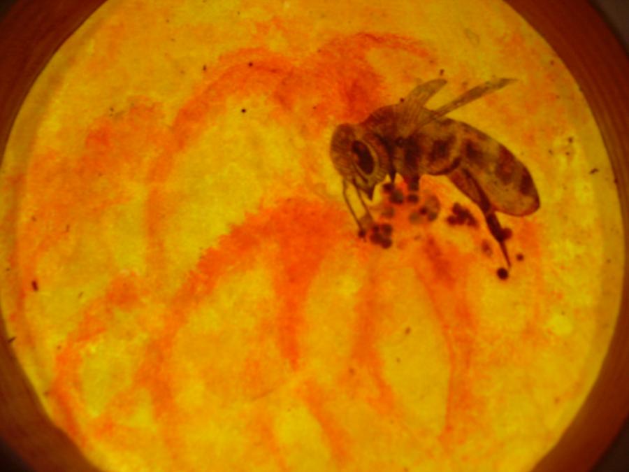 Bees 40
