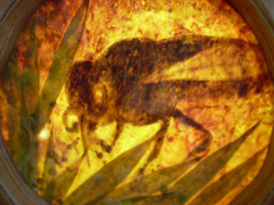 Bees 43