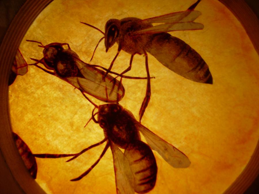 Bees 66