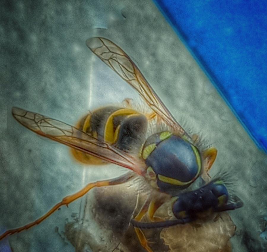 Alighting Bee