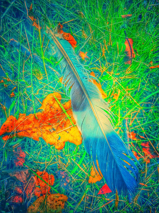 Feather Fun 2
