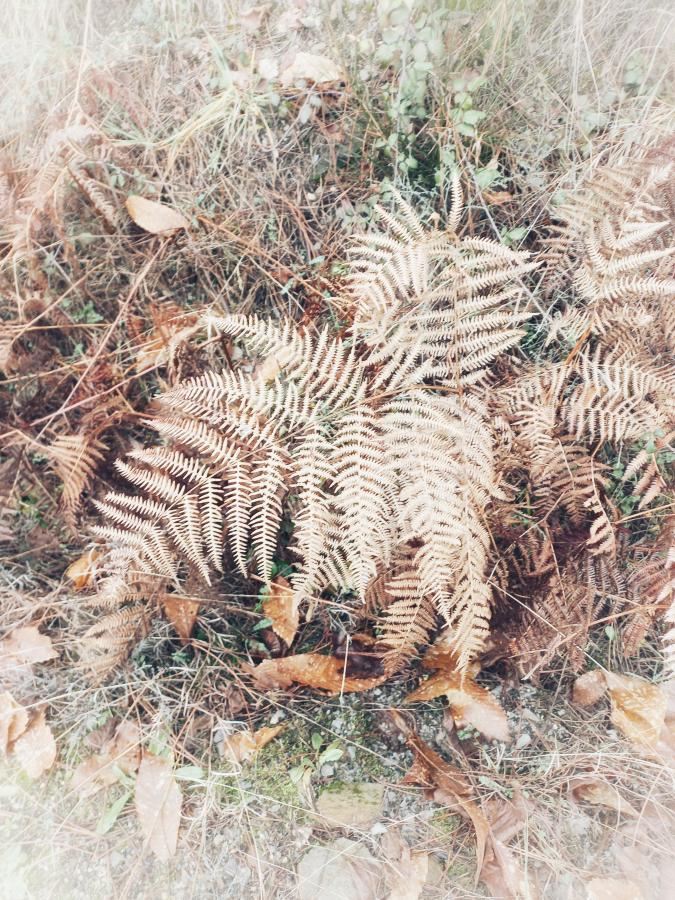 Fern Folly