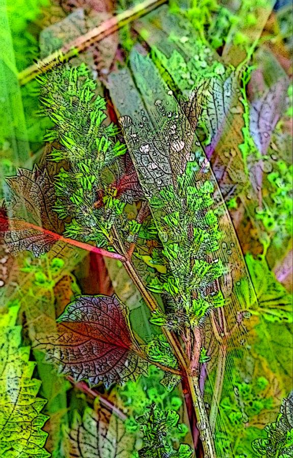 Freshness