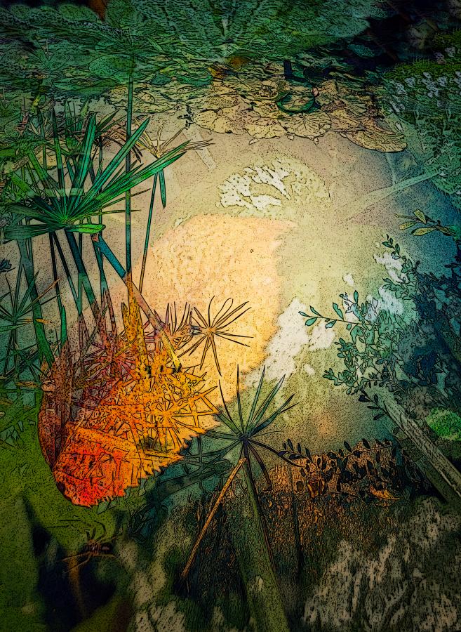 Frog's Paradise