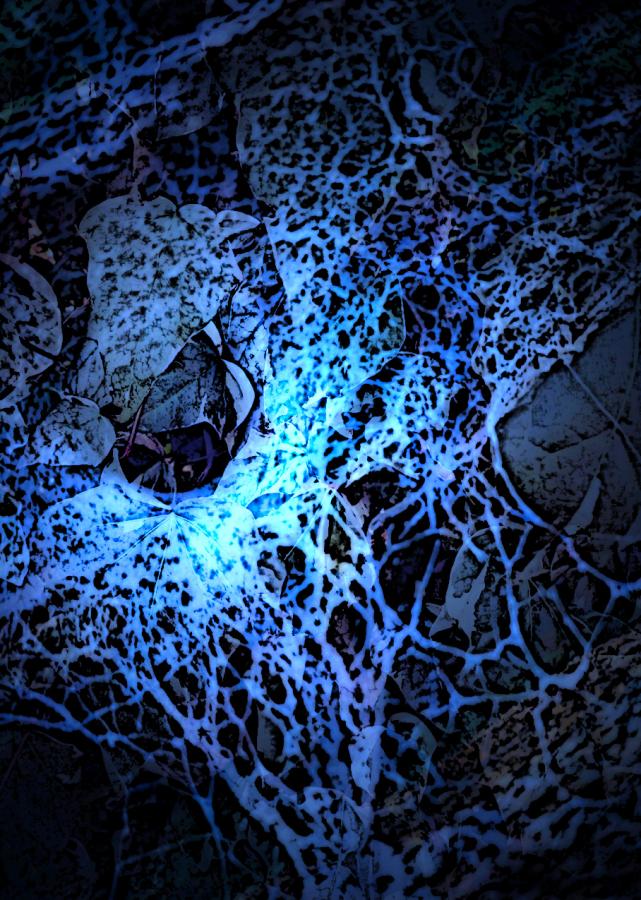Spider Web