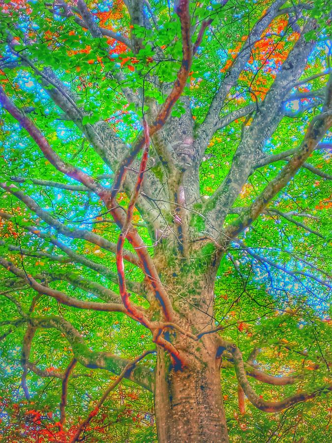 Tree Teachings 2