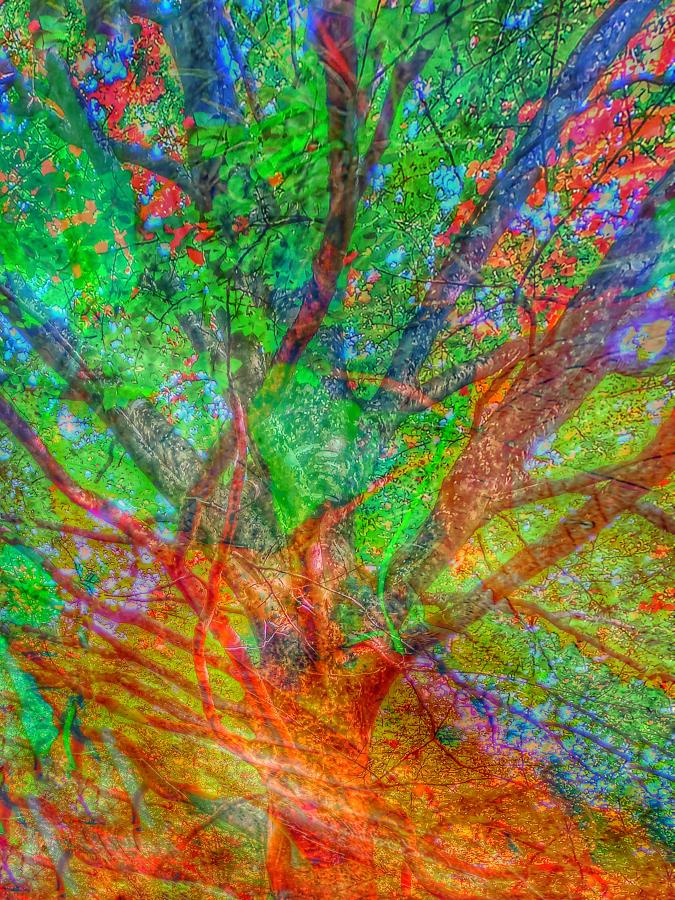 Tree Teachings 3