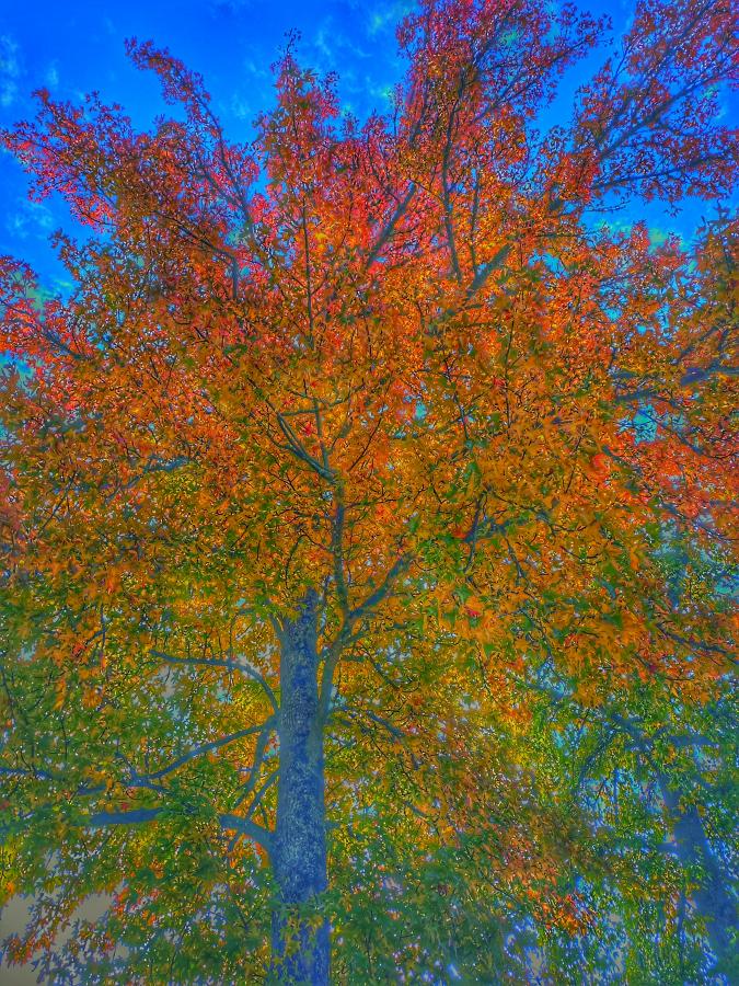 Tree Teachings