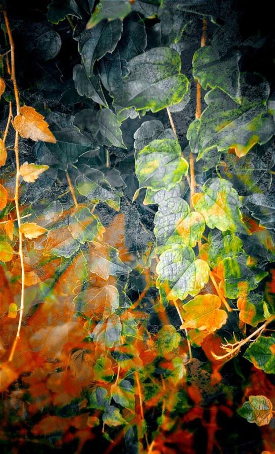 Vines of Verité