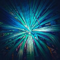 Blue Explosion
