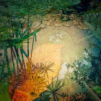 Frog's Paradise