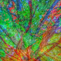 Tree Teachings 3