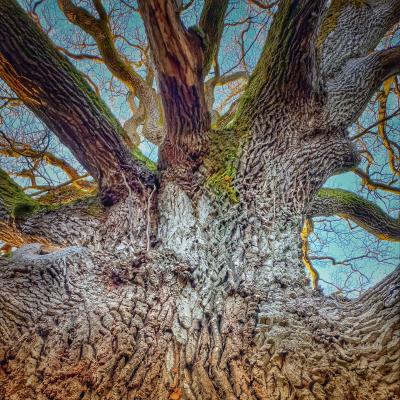 Majestic Master Oak