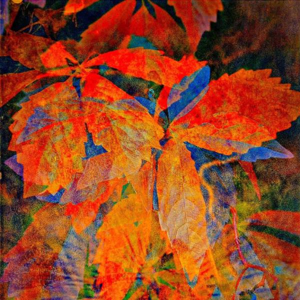 Autumn Light
