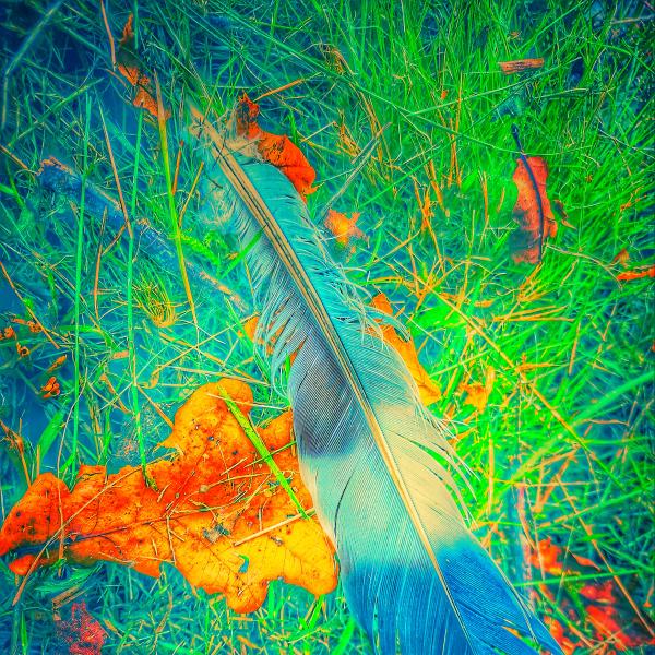 Feather Fun 2