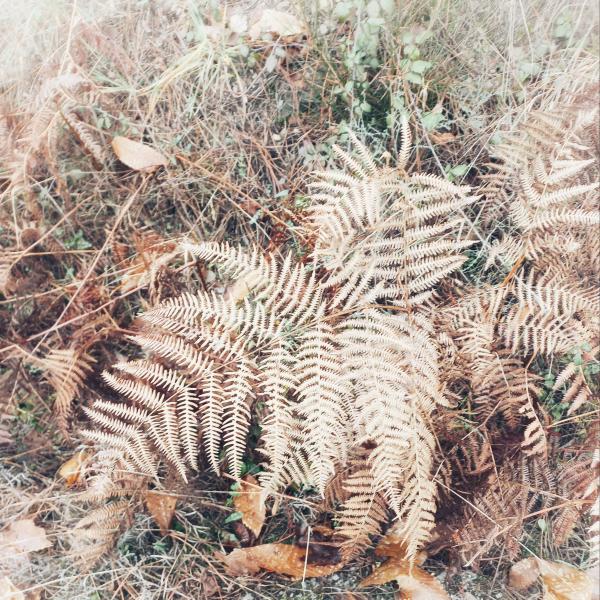 Fern Folly