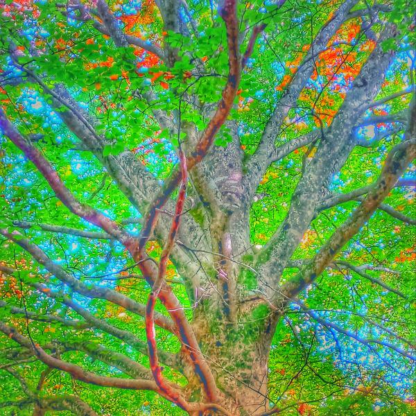 Tree Teachings 2