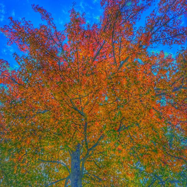 Tree Teachings