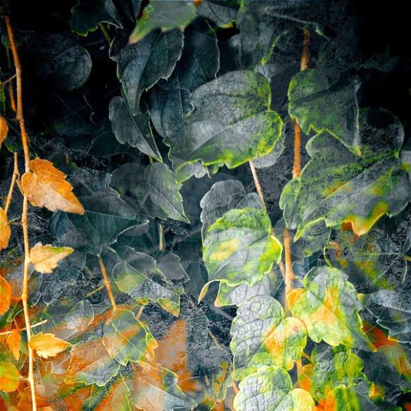 Vines of Verité