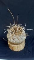 Cellulose Transformation 5