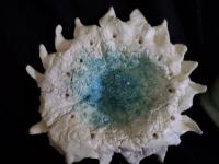 Inspirations de la mer 9